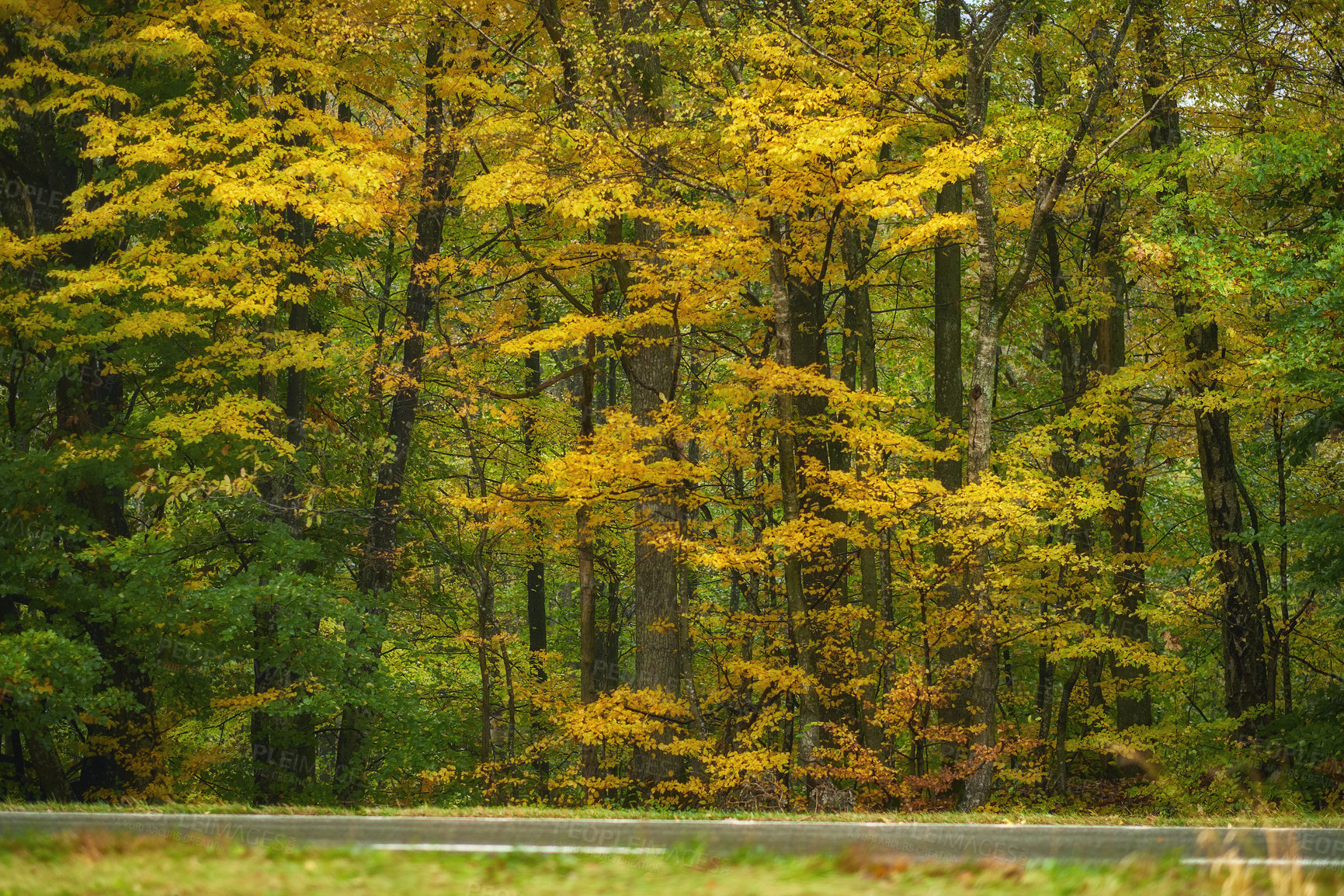 Buy stock photo Hardwood forest uncultivated - Denmark