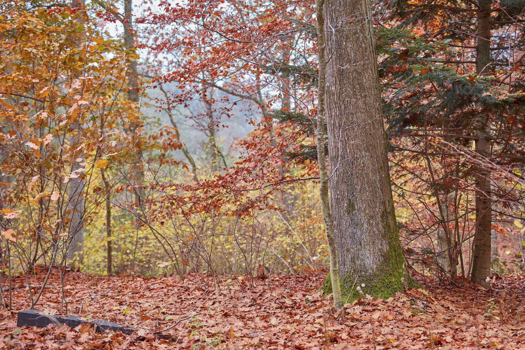 Buy stock photo Hardwood forest uncultivated - Denmark