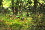 Pine trees in Denmark