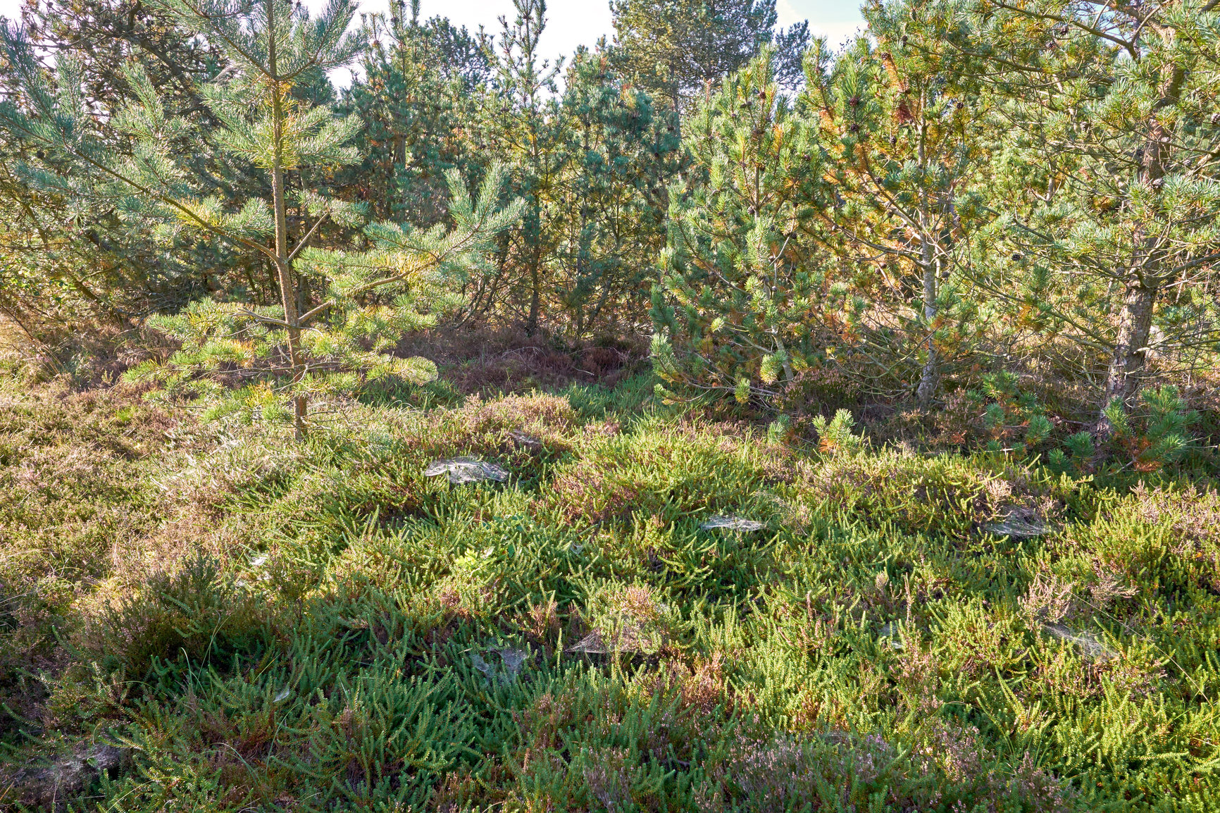 Buy stock photo Pine trees in a wild forest in summer. Landscape of green vegetation with bushes and shrubs growing in nature or in a secluded uncultivated environment on a beautiful sunny day