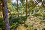 Pine trees in Denmark