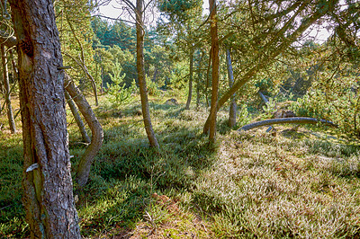 Buy stock photo Fallen pine trees after a storm or strong wind leaning and damaged. Plants and bush in harsh weather conditions during winter. Destruction of nature and ecosystem by the extreme tempest in a forest