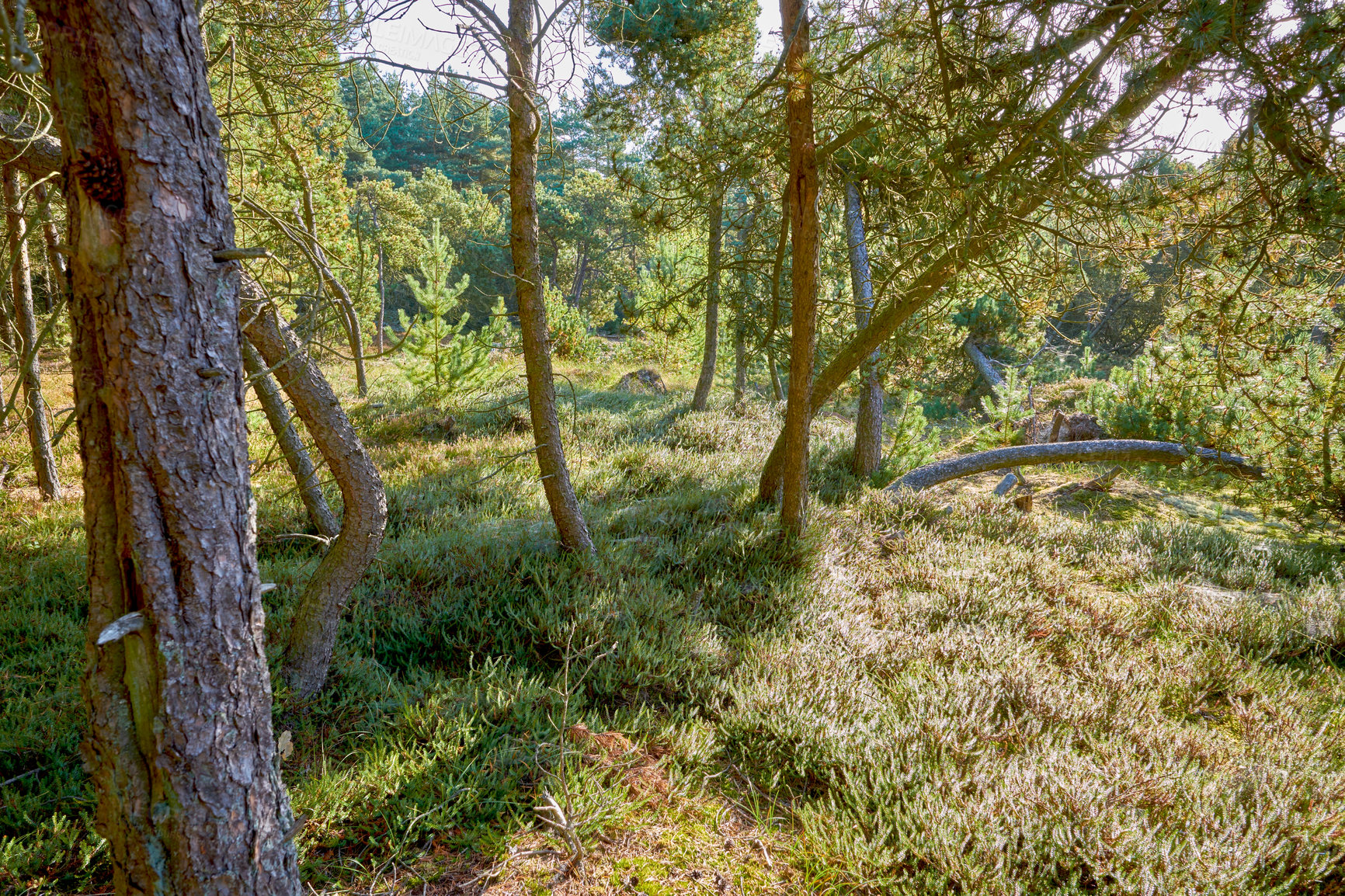 Buy stock photo Fallen pine trees after a storm or strong wind leaning and damaged. Plants and bush in harsh weather conditions during winter. Destruction of nature and ecosystem by the extreme tempest in a forest