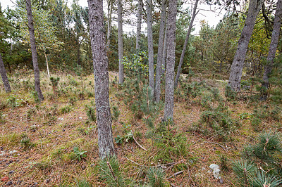 Buy stock photo Tall trees in a wild forest in summer. A wilderness landscape of various green vegetation with bushes and shrubs growing in nature or in a secluded uncultivated environment on a beautiful sunny day