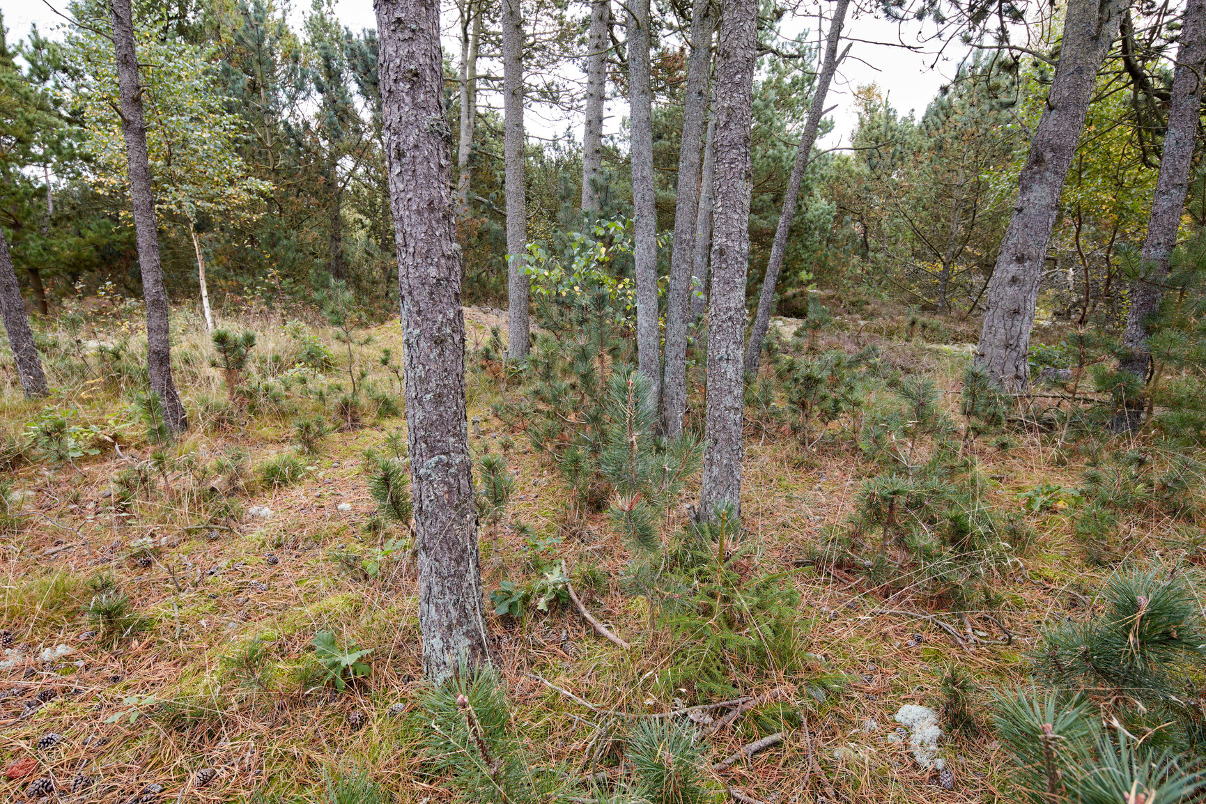 Buy stock photo Tall trees in a wild forest in summer. A wilderness landscape of various green vegetation with bushes and shrubs growing in nature or in a secluded uncultivated environment on a beautiful sunny day