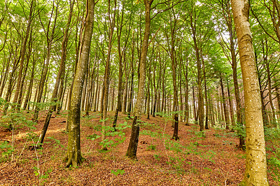 Buy stock photo Hardwood forest uncultivated - Denmark