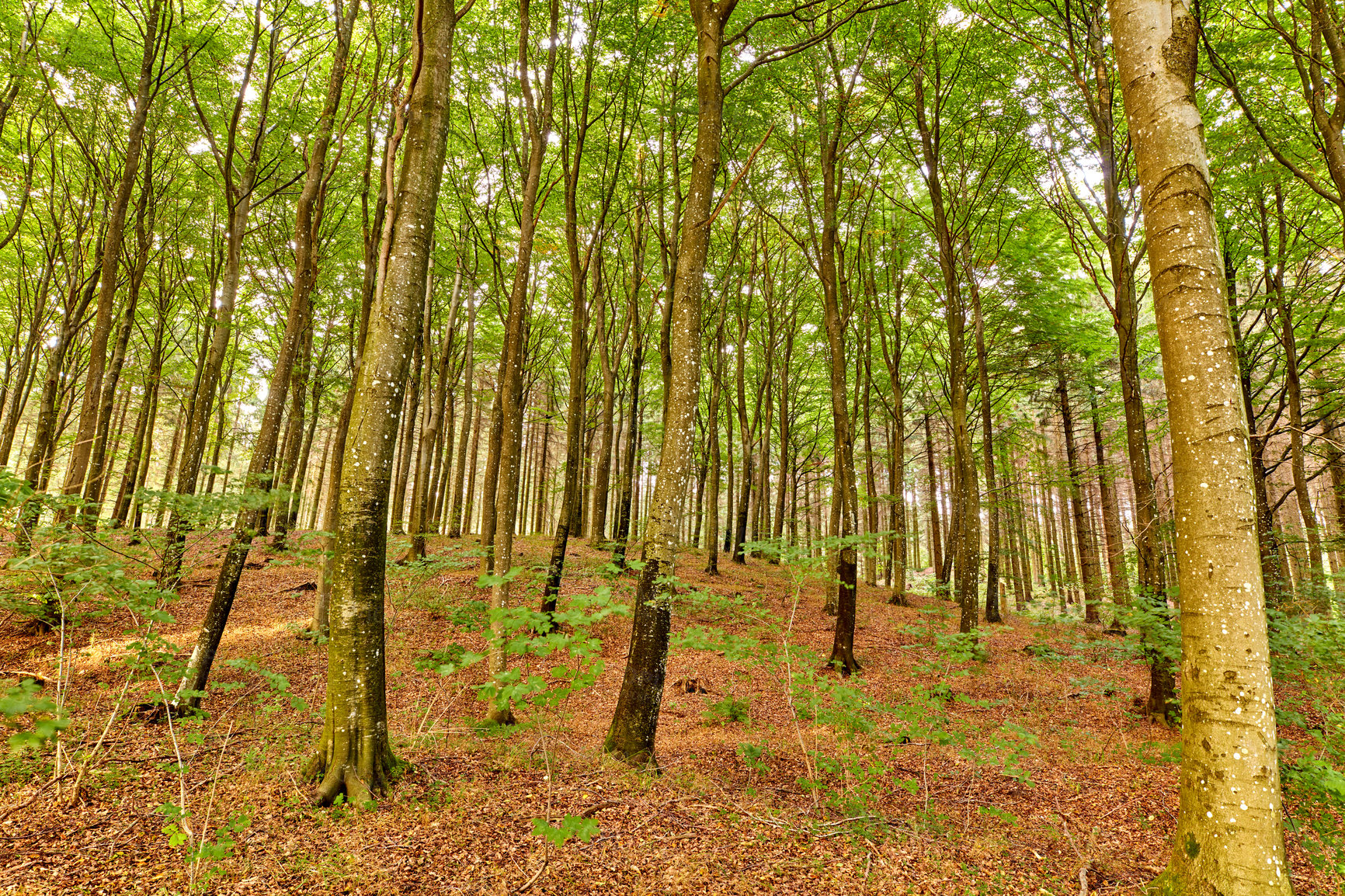 Buy stock photo Hardwood forest uncultivated - Denmark