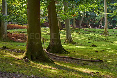 Buy stock photo Hardwood forest uncultivated - Denmark