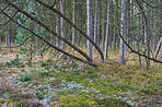 Pine trees in Denmark