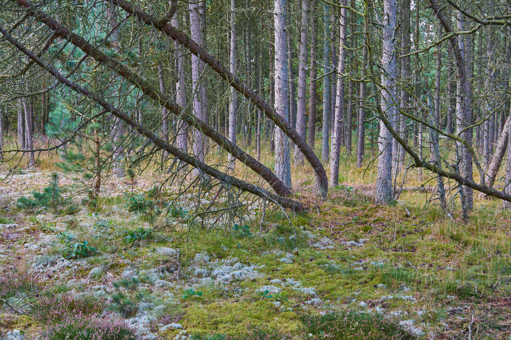 Buy stock photo Forest with fallen trees and green plants. Landscape of many pine tree trunks and branches in nature. Lots of uncultivated vegetation and shrubs growing in a secluded wood land environment