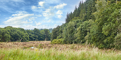 Buy stock photo Hardwood forest uncultivated - Denmark