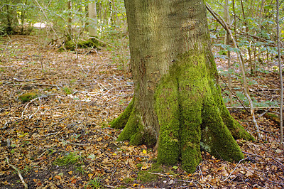 Buy stock photo Hardwood forest uncultivated - Denmark