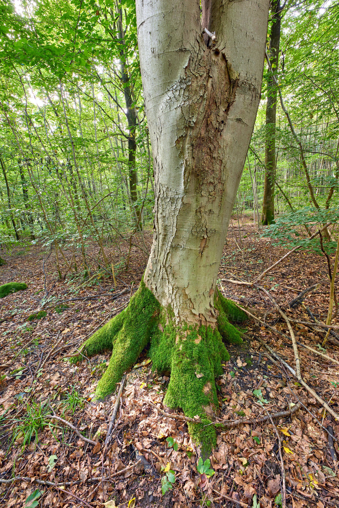 Buy stock photo Hardwood forest uncultivated - Denmark