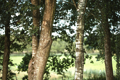 Buy stock photo Hardwood forest uncultivated - Denmark