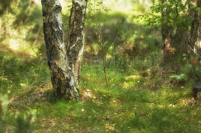 Buy stock photo Landscape of fir, cedar or pine trees growing in quiet woods in Sweden. Environmental nature conservation and cultivation of resin plants in remote coniferous forest. Serene and peaceful countryside