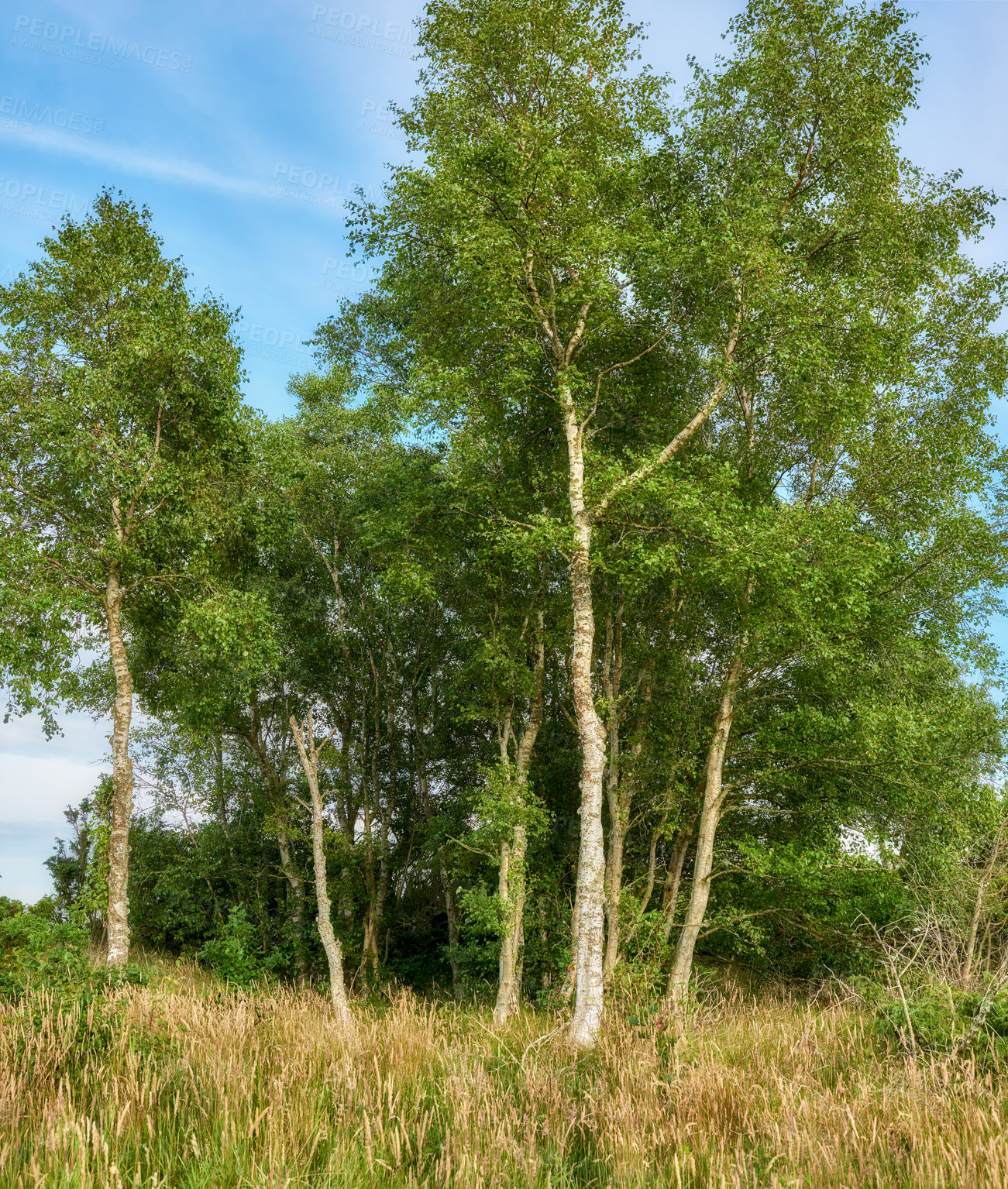 Buy stock photo Tall trees in a wild forest in summer. A wilderness landscape of various green vegetation with bushes and shrubs growing in nature or in a secluded uncultivated environment on a beautiful sunny day