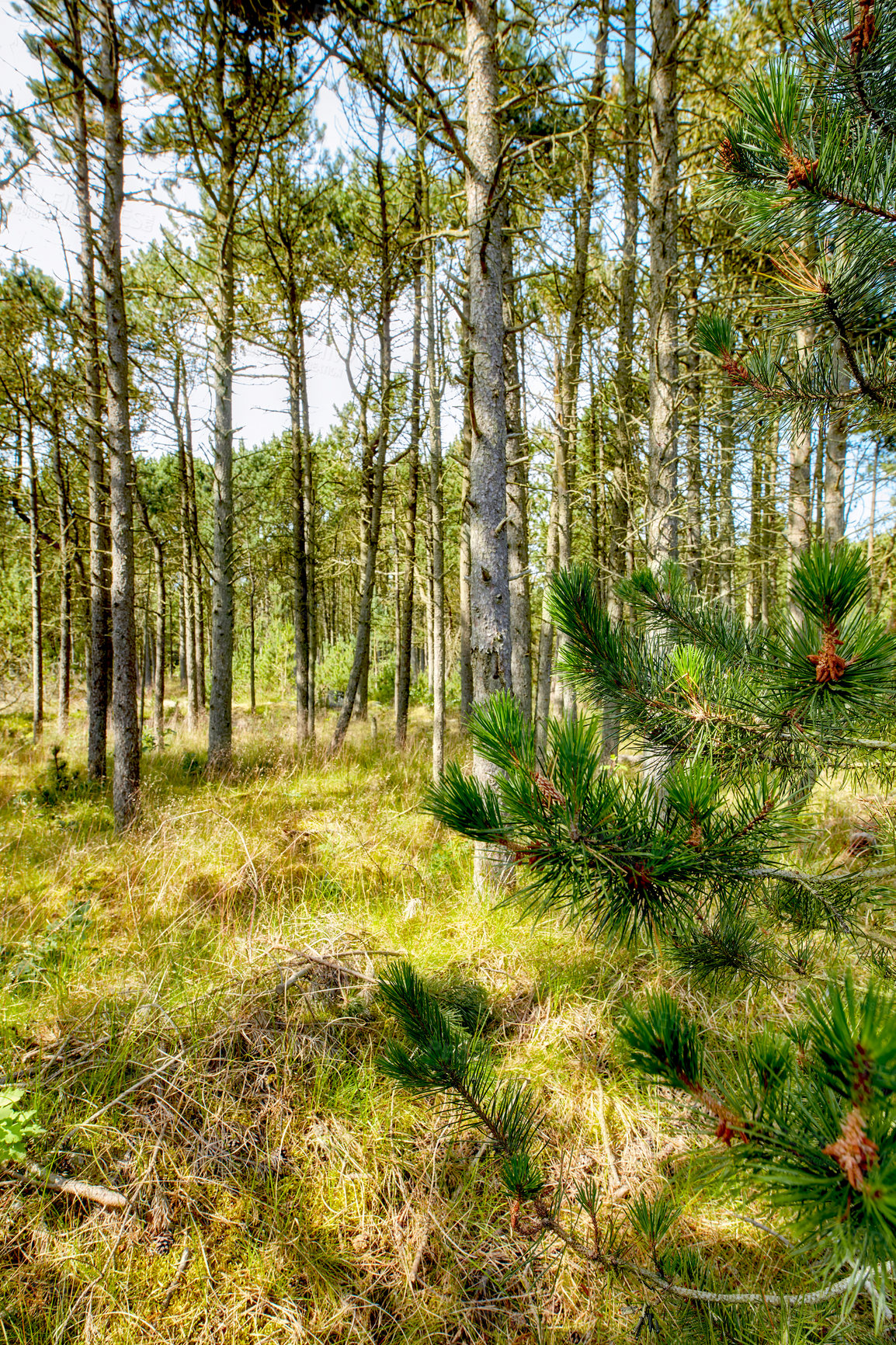 Buy stock photo Pine and cedar trees in a wild forest in Sweden. Landscape of green vegetation growing in nature or in a secluded uncultivated environment. Nature conservation and cultivation of resin trees
