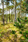 Pine trees in Denmark