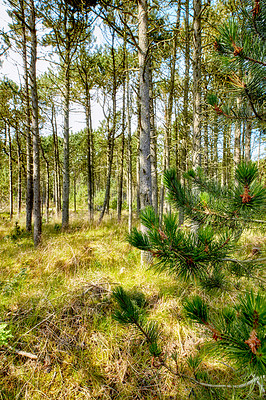 Buy stock photo Pine and cedar trees in a wild forest in Sweden. Landscape of green vegetation growing in nature or in a secluded uncultivated environment. Nature conservation and cultivation of resin trees