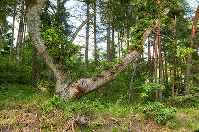 Buy stock photo Sturdy tree in a wild forest in summer. A wilderness landscape of various green vegetation with bushes and shrubs growing in nature or in a secluded uncultivated environment on a beautiful sunny day