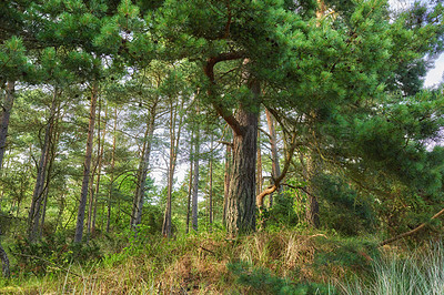 Buy stock photo Green forest with lush bushes and pine tree leaves. Beauty in nature with calming leafy patterns in rainforest or jungle. Outdoor soothing ambience, quiet, peaceful zen undisturbed nature in harmony