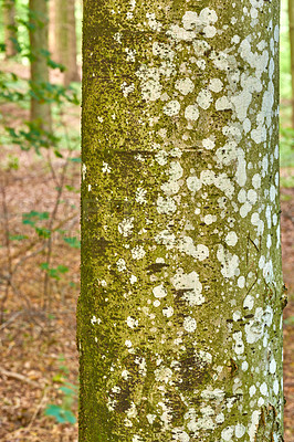 Buy stock photo Hardwood forest uncultivated - Denmark