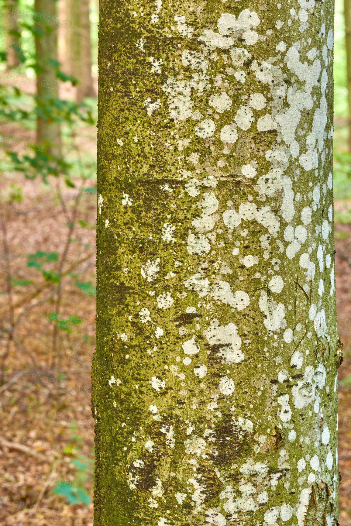 Buy stock photo Hardwood forest uncultivated - Denmark