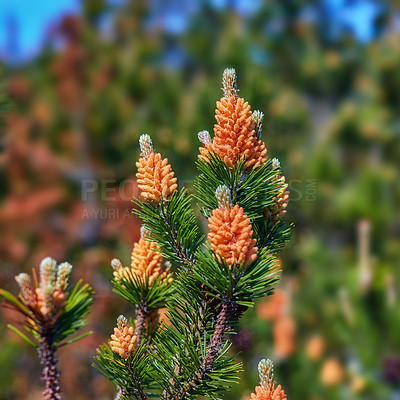 Buy stock photo Scotch pine Pinus sylvestris male pollen flowers on a tree growing in a evergreen coniferous forest in Denmark. Flowers growing on a pine tree branch. Closeup of needles and buds on a twig in nature