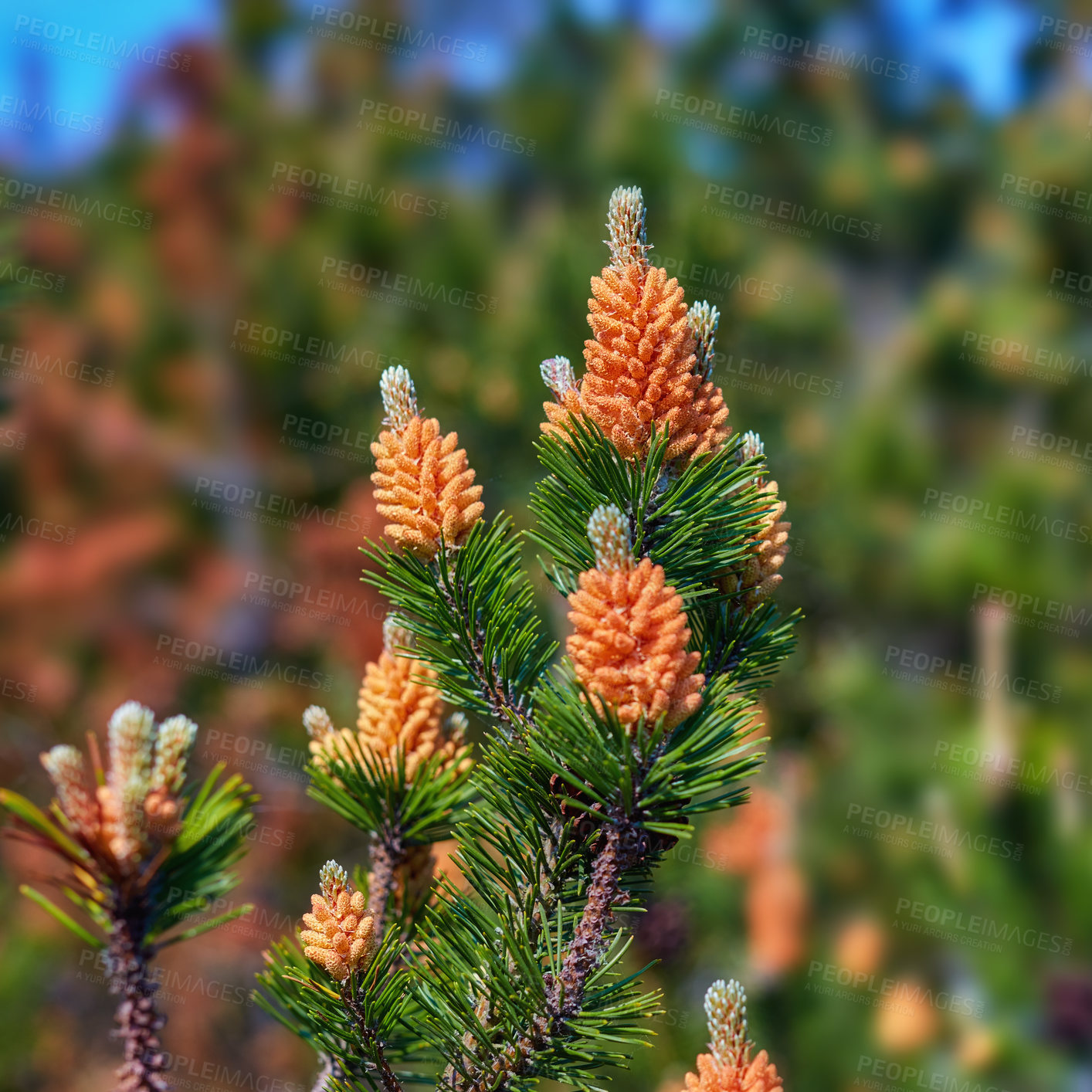 Buy stock photo Scotch pine Pinus sylvestris male pollen flowers on a tree growing in a evergreen coniferous forest in Denmark. Flowers growing on a pine tree branch. Closeup of needles and buds on a twig in nature