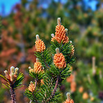 Pine trees in Denmark