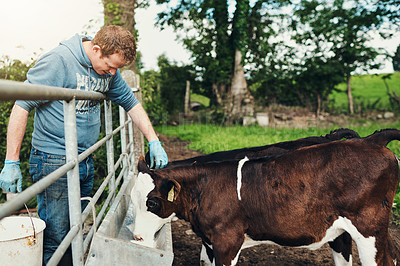 Buy stock photo Farming, drink and man at fence with cows, nutrition and sustainable business for milk production. Growth, development and happy dairy farmer with cattle feeding in field for animal health management