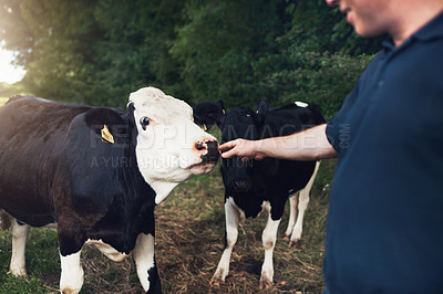 Buy stock photo Shot of a unrecognizable male farmer touching one of his cows on the nose outside during the day