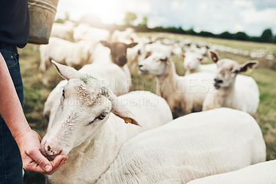 Buy stock photo Shot of a unrecognizable farmer feeding his sheep with his hand outside on his land during the day