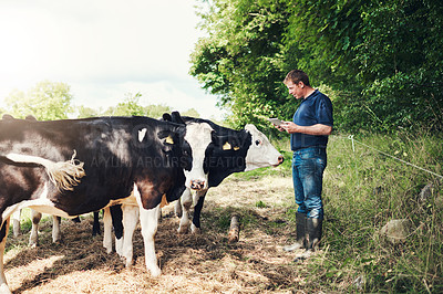 Buy stock photo Shot of a cheerful young male farmer browsing on a digital tablet while standing next to his cows outside on his land during the day