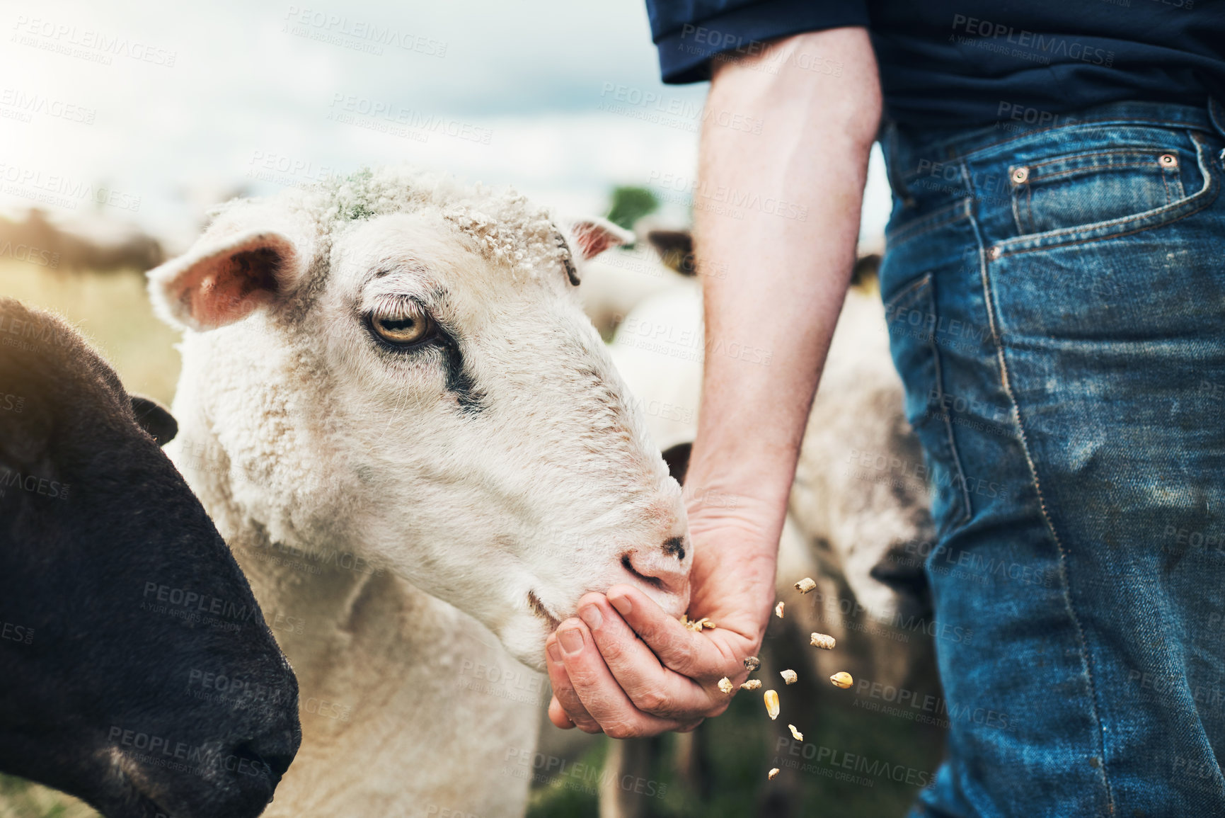 Buy stock photo Hands, person and feeding with sheep at farm in countryside with care for stock, food or grazing. Animal, shepherd or livestock on field for diet, meat or wool production with health in New Zealand