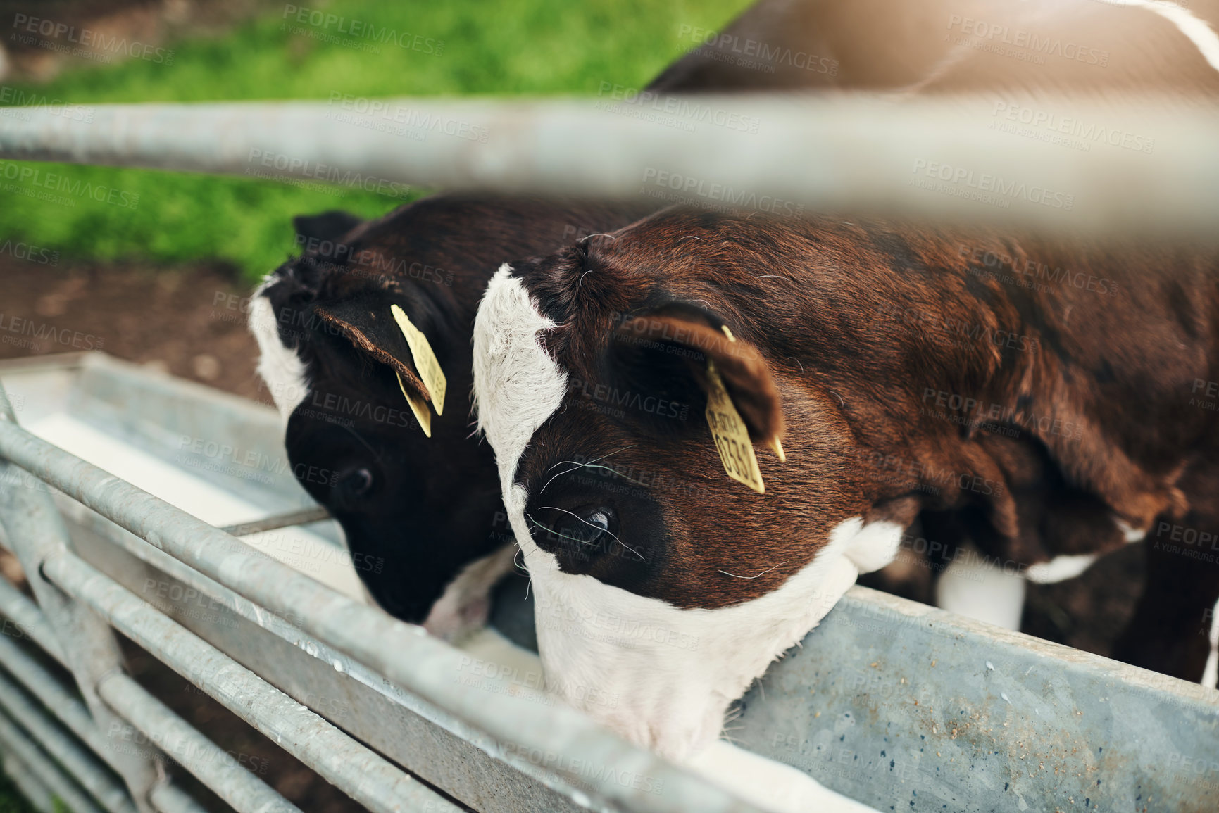 Buy stock photo Cow, calf and drink milk from trough in countryside with diet, health and growth on field at farm. Animal, cattle and livestock with nutrition for development, meat and dairy production in nature