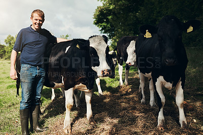 Buy stock photo Portrait, agriculture and cows with a man on a farm outdoor for beef or natural sustainability. Confident, milk or dairy farming and a young male farmer standing on a field or meadow with animals