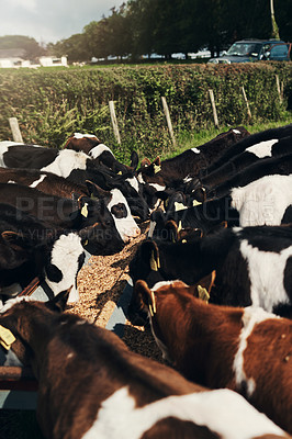 Buy stock photo Shot of a herd of cows standing together on a green field outside at a farm during the day