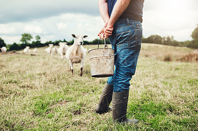 Buy stock photo Shot of a carefree unrecognizable male farmer holding a bucket of feed to give to his sheep outside on a farm during the day