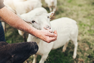Buy stock photo Shot of a unrecognizable farmer feeding a little lamb with his hand outside on a farm during the day