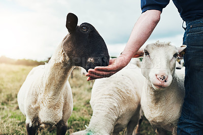 Buy stock photo Shot of an unrecognizable young male farmer feeding his sheep by hand outside on  a farm during the day