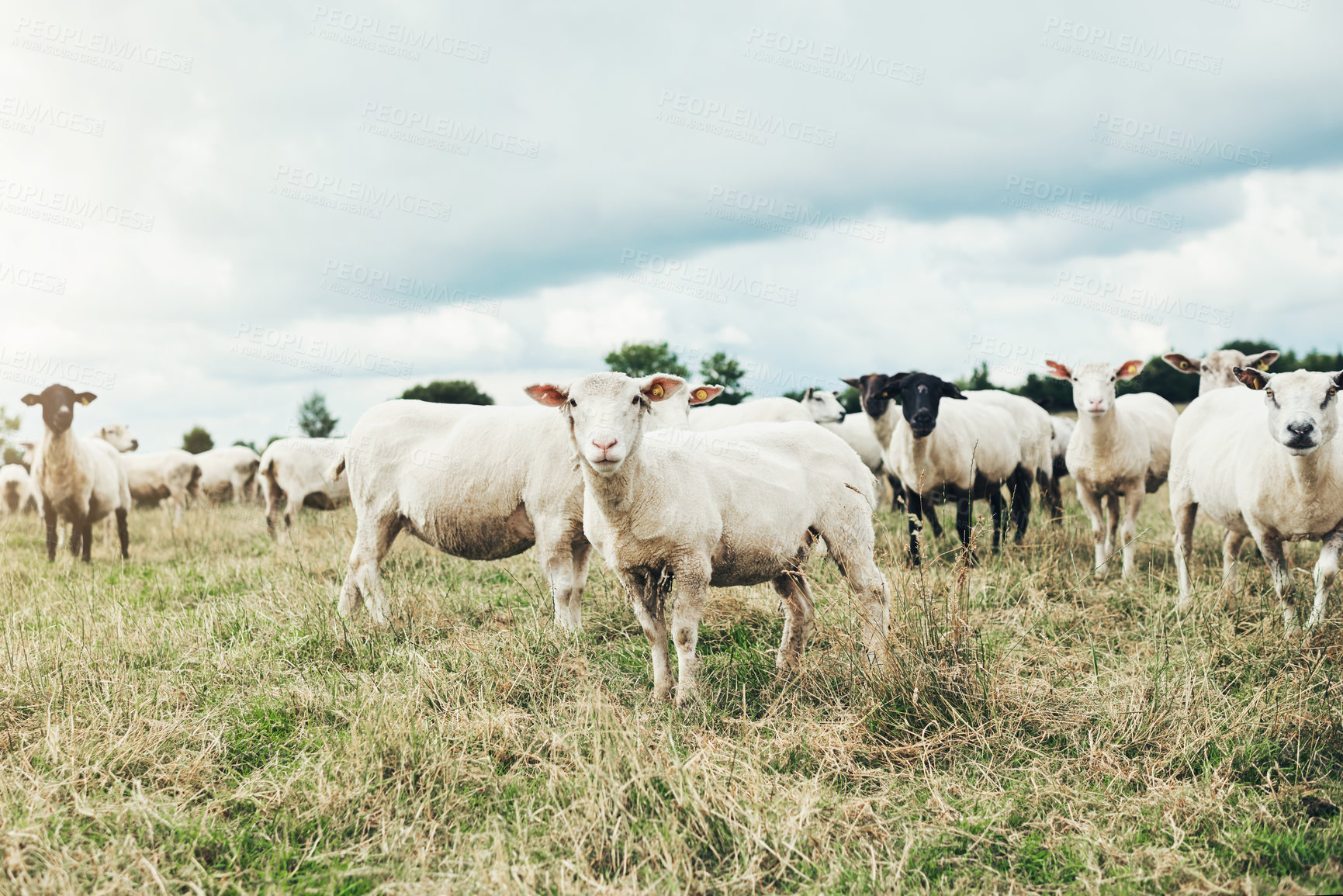 Buy stock photo Shot of a herd of sheep grazing peacefully on a green  field outside at a farm during the day