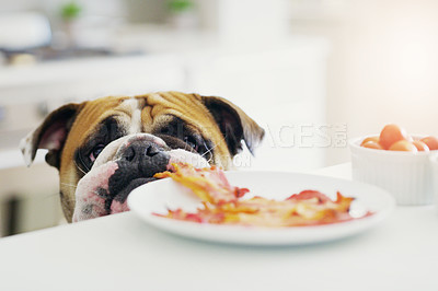Buy stock photo Shot of a bulldog grabbing something to eat in the kitchen at home