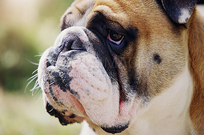 Buy stock photo Closeup shot of a bulldog outdoors