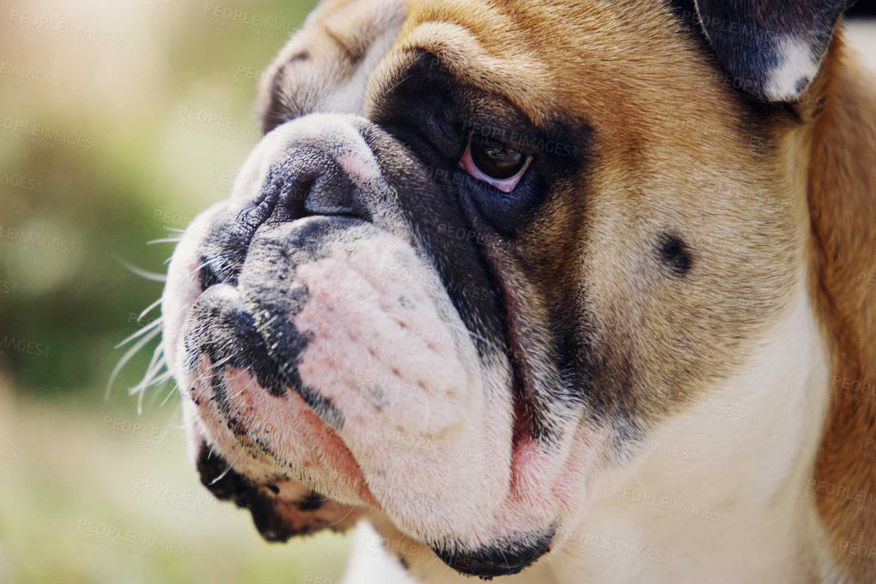 Buy stock photo Closeup shot of a bulldog outdoors