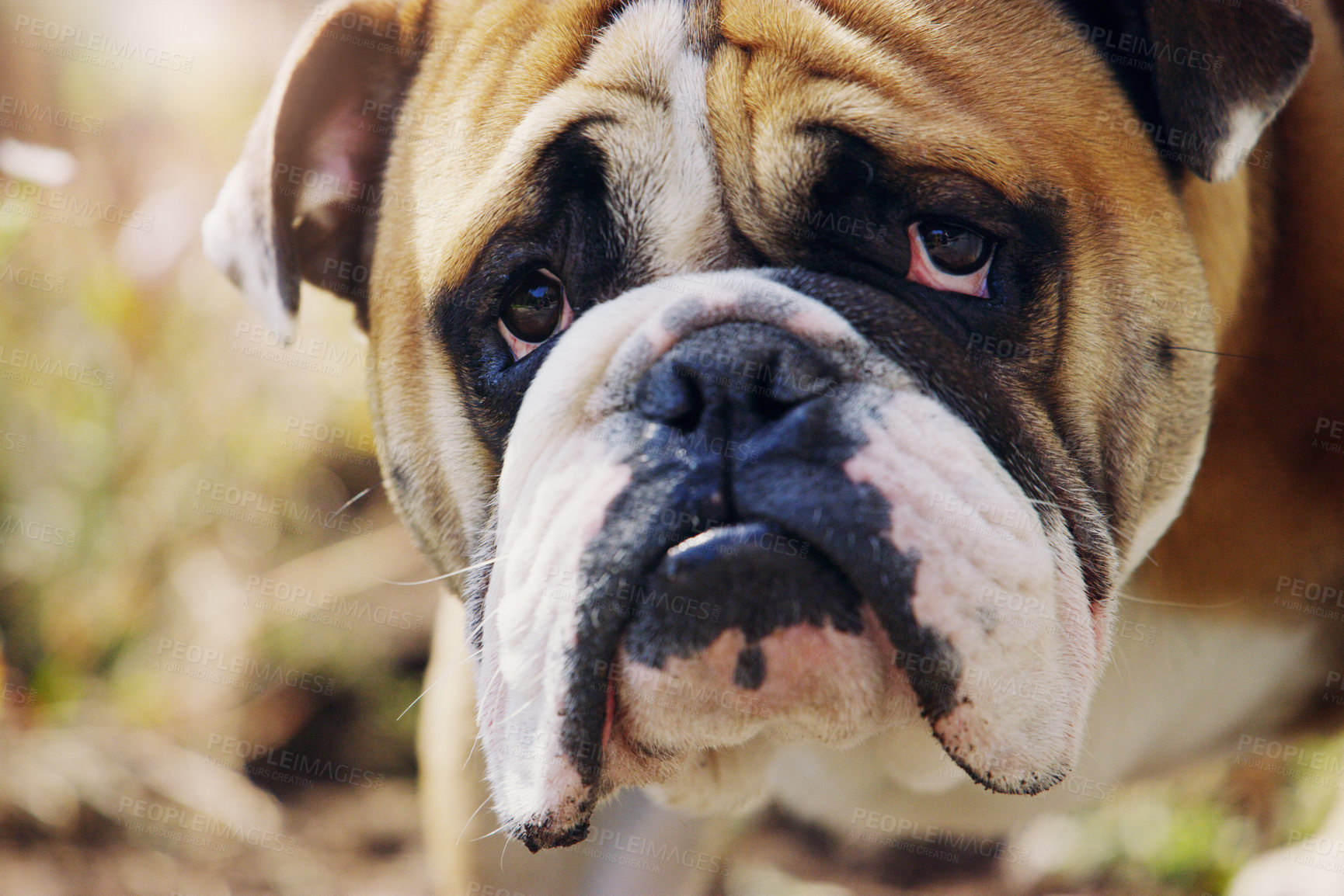 Buy stock photo Bulldog, garden and outdoor with closeup of face on walk, sunshine or explore nature for development. Pet, animal or hound in park, field and headshot with zoom for fur, wellness and health in summer
