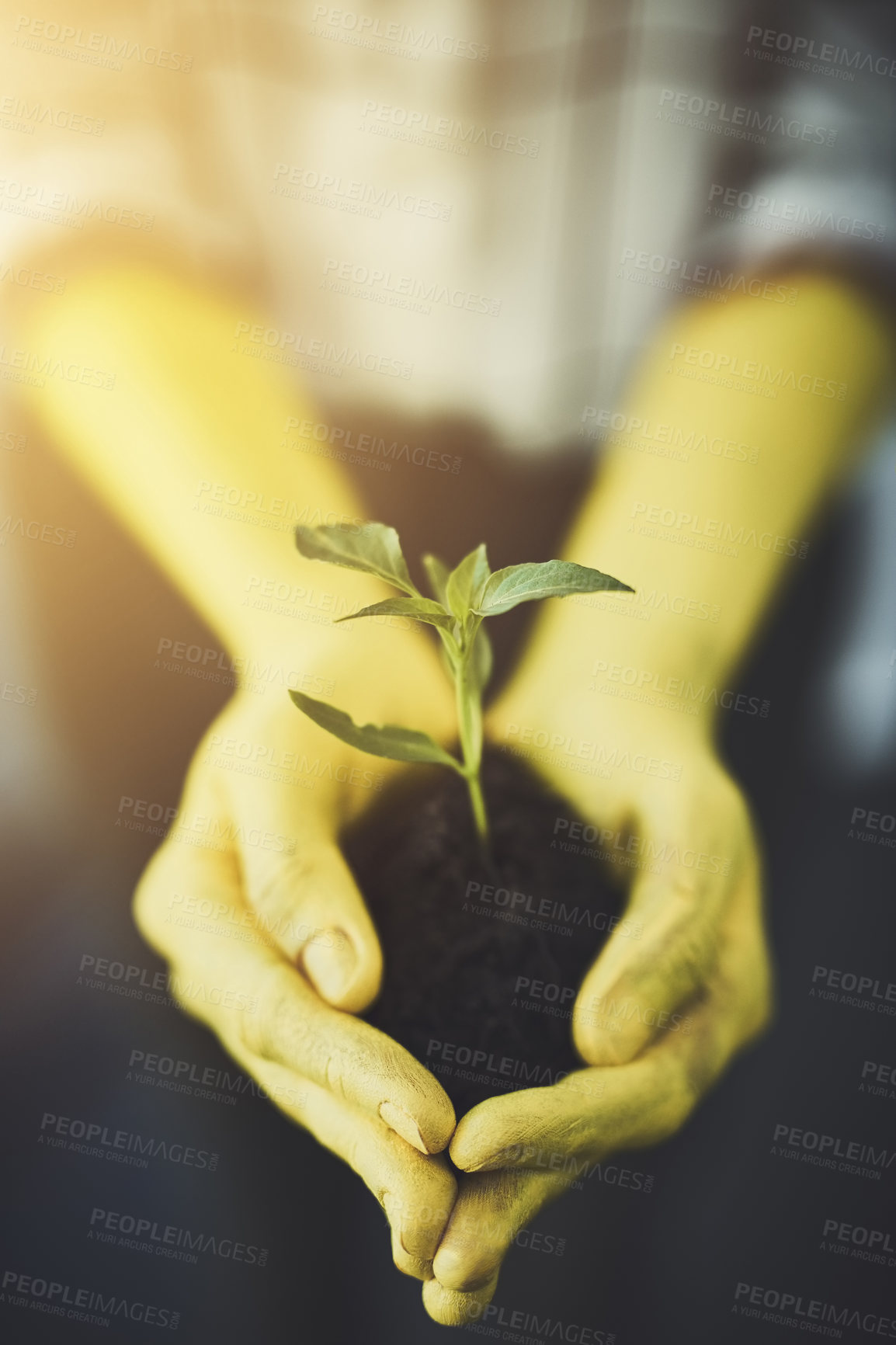 Buy stock photo Cropped shot of an unrecognizable person holding a budding plant in their colorful hands