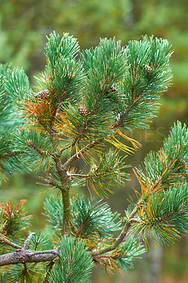 Buy stock photo Closeup of a fir or cedar tree branch growing in quiet woods in Sweden. Green leaves or pine needles in a remote coniferous forest. Environmental nature conservation and cultivation of resin trees 