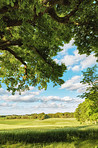 Hardwood forest - Denmark