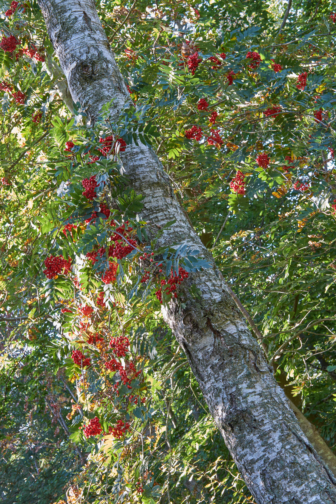 Buy stock photo Red rowan berries growing on a tall tree in the woods from below. Mountain ashes growing in a thick dense forest in the Himalayas. Natural habitat or ecosystem for a thriving plants and vegetation